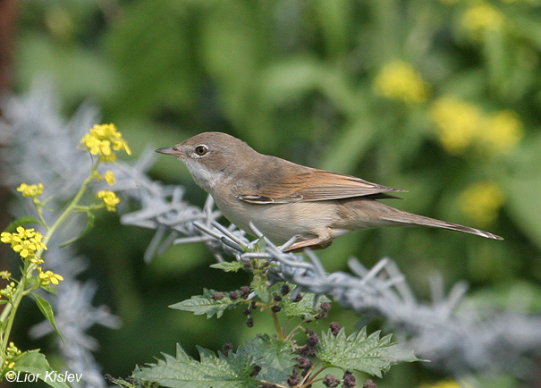 סבכי  קוצים  Common Whitethroat Sylvia communis                     הירדן ההררי,מרץ 2008.צלם:ליאור כסלו